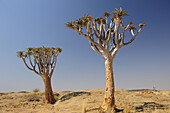 Quiver tree, Aloe dichotoma, Namib Naukluft National Park, Namib desert, Namib, Namibia