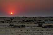 Sonnenuntergang über Savanne, Namibwüste, Namib, Namibia