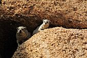 Zwei Klippschliefer schauen aus Felsspalt, Klippdachs, Hyrax, Procavia capensis, Große Spitzkoppe, Namibia