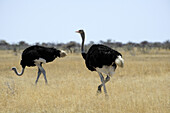 Two young ostriches walking over savannah, ostrich, Struthio camelus, Etosha National Park, Namibia