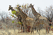 Drei Giraffen stehen in Buschsavanne, Giraffa camelopardalis, Etosha National Park, Namibia