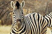 Zebra eating grass, Plains zebra, Equus burchelli, Etosha National Park, Namibia