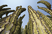 Arme von Sukkulente Euphorbia virosa ragen in den Himmel, Namib Naukluft National Park, Namibwüste, Namib, Namibia