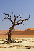 Dead trees in front of red sand dune, Deadvlei, Sossusvlei, Namib Naukluft National Park, Namib desert, Namib, Namibia
