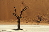Abgestorbener Baum auf Tonboden vor roter Sanddüne, Deadvlei, Sossusvlei, Namib Naukluft National Park, Namibwüste, Namib, Namibia