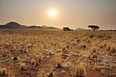 Savanne mit Savannengras und Kameldornbäumen, Namib Rand Nature Reserve, Namibwüste, Namibia