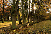 Lime-tree alley at the palace garden, Schlemmin, Mecklenburg-Western Pomerania, Germany