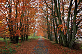 Beech alley, near Zirkow, Rügen island, Baltic Sea, Mecklenburg-Western Pomerania, Germany