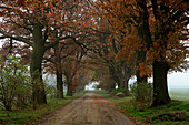 Oak alley, near Malchin, Mecklenburg-Western Pomerania, Germany