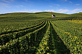 Eichertkapelle zwischen Weinbergen, Jechtingen, Sasbach am Kaiserstuhl, Schwarzwald, Baden-Württemberg, Deutschland