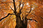 Old beech tree, palace garden, Putbus, Rugen island, Mecklenburg-Western Pomerania, Germany