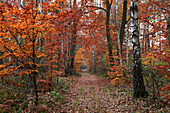 Woodland path, biosphere reserve Schorfheide-Chorin, Brandenburg, Germany