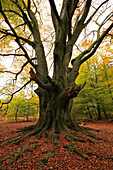 Roots of an old beech, nature reserve Urwald Sababurg at Reinhardswald, near Hofgeismar, Hesse, Germany