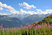 Wildblumen, Fiescheralp, Kanton Wallis, Schweiz