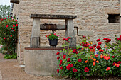 Brunnen und Rosen, Commune De Sercy, Chalon-sur-Saone, Saone-et-Loire, Bourgogne, Burgund, Frankreich, Europa
