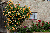 Roses at a window, Commune De Sercy, Chalon-sur-Saone, Saone-et-Loire, Bourgogne, France, Europe