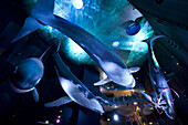 Ozeaneum, Deutsches Meeresmuseum in Stralsund, in der Ausstellungshalle Riesen der Meere, in der zentralen Halle sind originalgetreue Nachbildungen von Walen zu sehen, Stralsund, Mecklenburg-Vorpommern, Deutschland, Europa