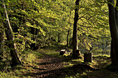 Wald am Grossen Stechlinsee, bei Neuglobsow, Ruppiner Land, Brandenburg, Deutschland, Europa