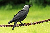 Jackdaw (Corvus monedula)