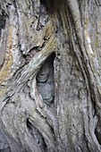 Angkor (Cambodia): a Buddha's statue wrapped by a big tree's roots at the Ta Prohm