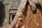 Angkor (Cambodia): big tree at the Ta Prohm