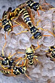 Italy, Lombardy, Paper Wasp Polistes gallicus