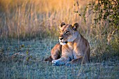 Female lion (Panthera leo) lying in the grass and enjoying the morning sun in Botswana, Africa