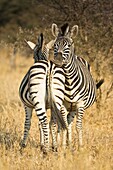 Zebras in the Kruger National Park