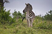 Burchell's zebra in the Hluhluwe National Park