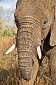 Portrait of an african elephant (Loxodonta africana)