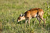 A female steenbok (Raphicerus campestris) feeding on flowers in the Tarangire National Park in Tanzania, Africa