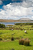 Sheep and mountain scenery in Connemara, Ireland, Europe