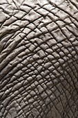 A close up of an African elephant skin