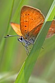 Scarce Copper, Lycaena virgaureae on grass blade From below Back light Open wings Underwing markings visible Light is shing through the wings from behind The Scarce Copper is listed as threatened on IUCN redlist Lives in meadows with sandy soil and