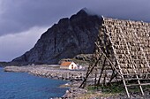 Norway, Nordland, Lofoten Islands, Henningsvaer, Drying Stockfish