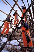 Norway, Nordland, Lofoten Islands, Henningsvaer, Fishermen hanging the Stockfish for drying