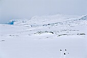 Norway, Finnmark, Sami breeders looking for their reindeer