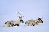 Norway, Finnmark, Spring reindeer migration, Reindeers resting at dusk