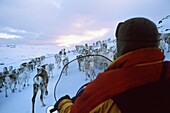 Norway, Finnmark, Spring reindeer migration