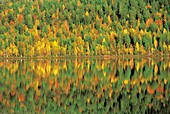 Finland, Lapland, Lake Pyha in autumn