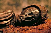 Denmark, Jutland, Silkeborg, Silkeborg museum, Tollund Man The naturally mummified body of the Tollund Man was discovered in the Bjv¶ldskovdal bog some 10 km west of Silkeborg in 1950 The peat bog preserved his body so well that he was mistaken at the t