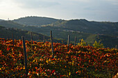 Vineyard, Langhe, Piedmont, Italy