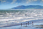 People on the beach at Borth, Cardigan Bay coast, Ceredigion, west wales UK