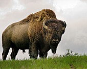 A lone bison close up atop a grassy knoll