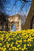 Sping Daffodils by St Marys Abbey in Museum Gardens York North Y