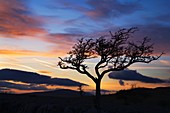 Lone Tree at Sunset above Conistone in Wharfedale Yorkshire Engl