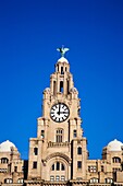 Royal Liver Building Liverpool Merseyside England