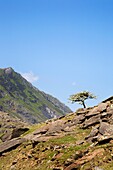Lone Tree Pass of Llanberis Snowdonia Wales