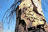 tree trunk carved with hearts and names