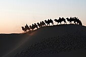 In October 2009, China's Inner Mongolia Autonomous Region EJINAQI, camel train